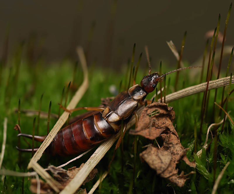 Мнимое притворство...