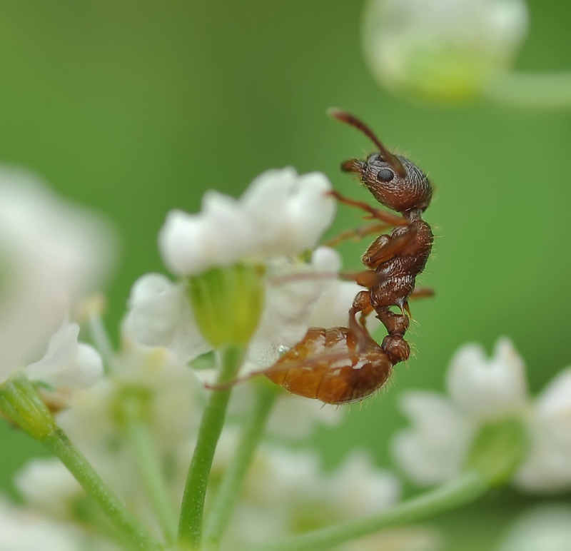 Великий и могучий.....