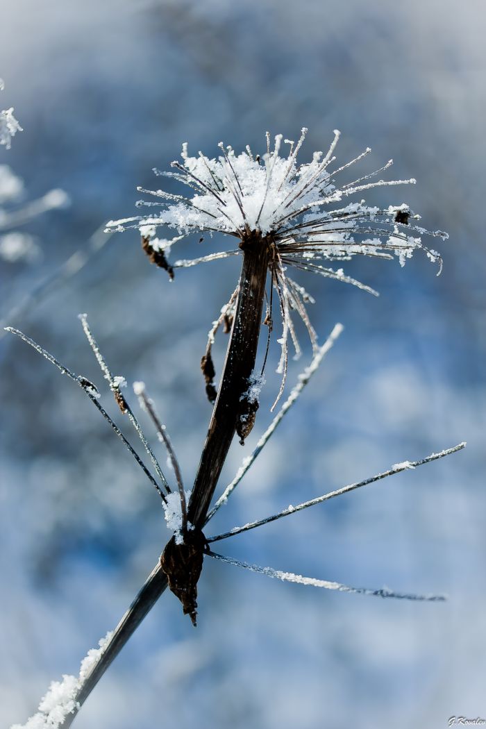 Старичок-лесовичок...