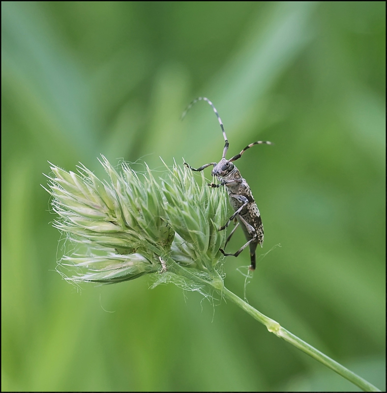 На волнах мечты...