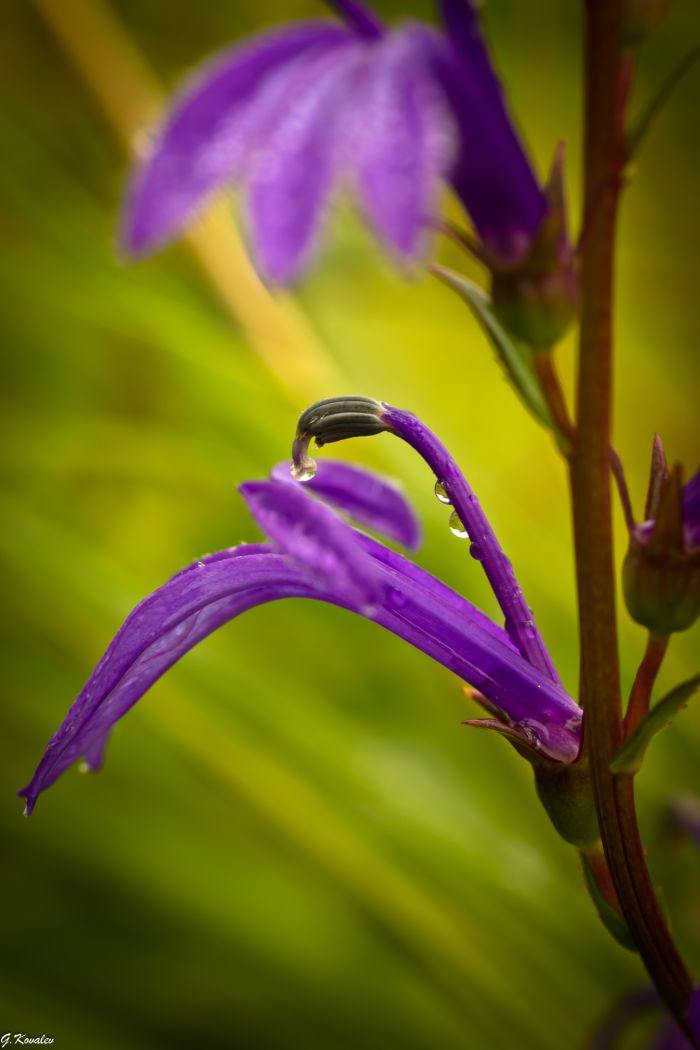 Краски лета...