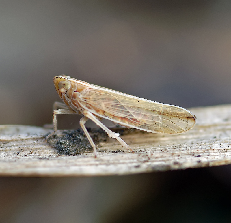 Самая малость..