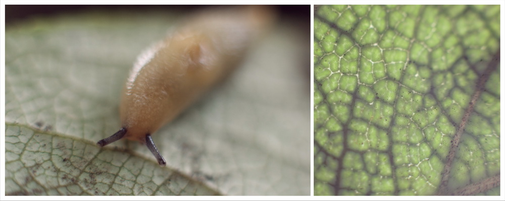 Утром в лесу