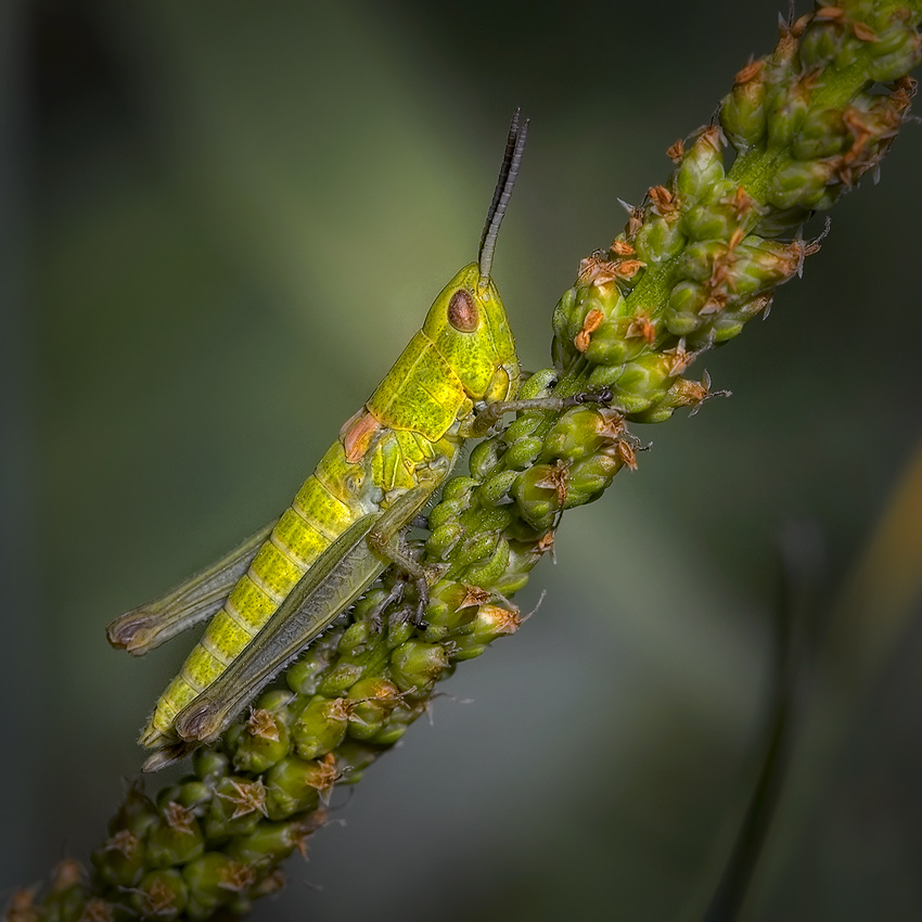 КРУТОЙ ПЕРЕЦ ! ! !