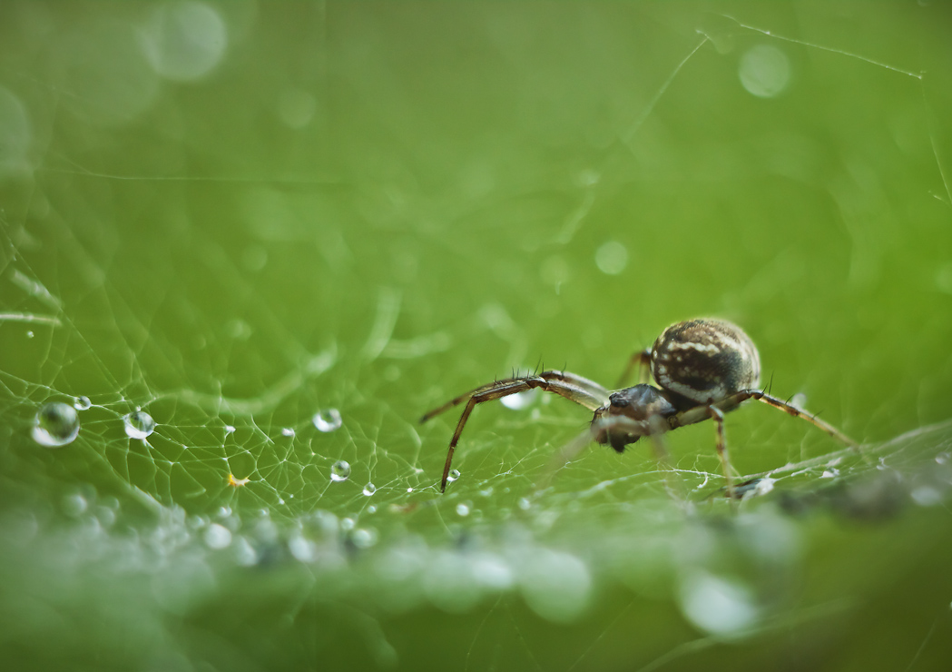 В сетях алмазных россыпей