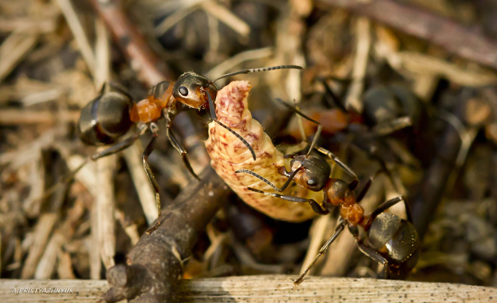 Не поделили...