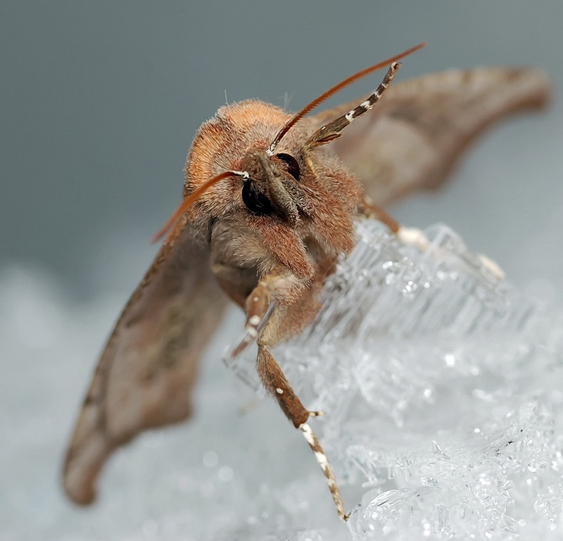 Дайте Свободу..