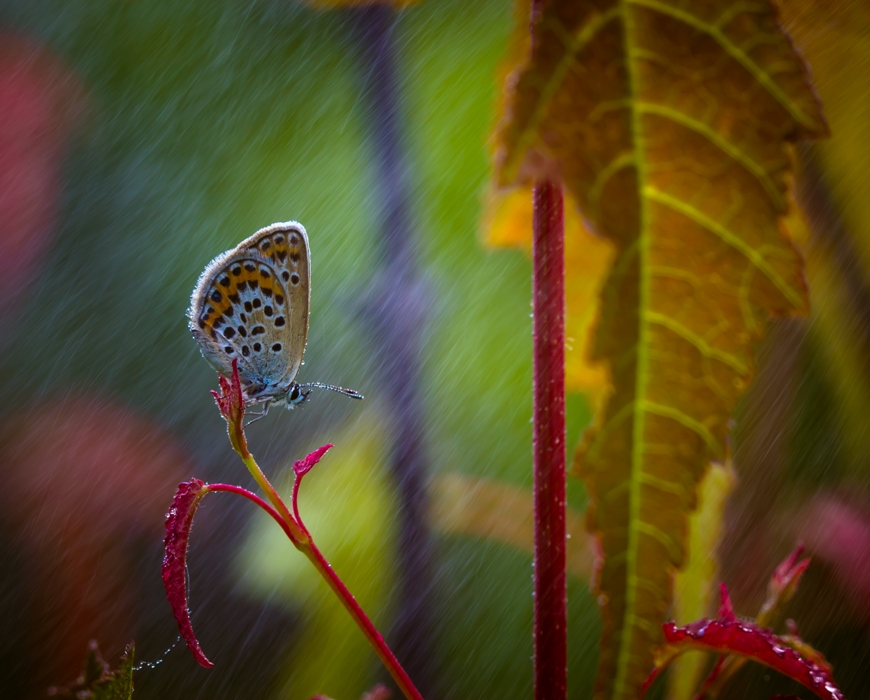 Под теплым дождиком июля...