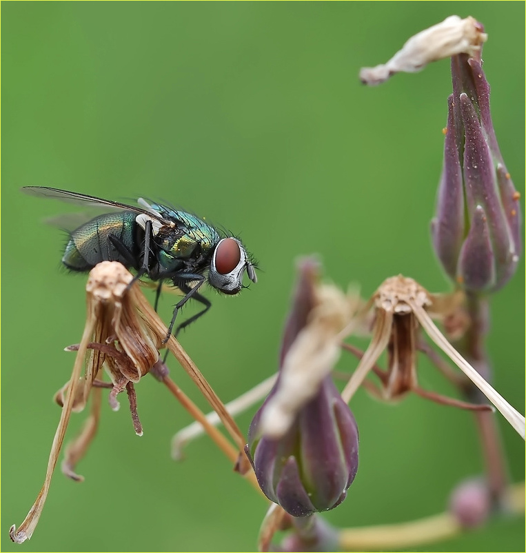 Кто на свете краше ВСЕХ...