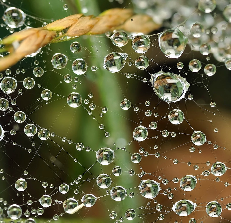 Скованные молчанием..