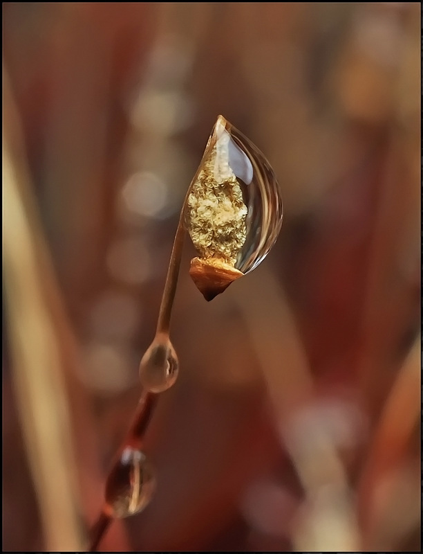 Далекие берега...