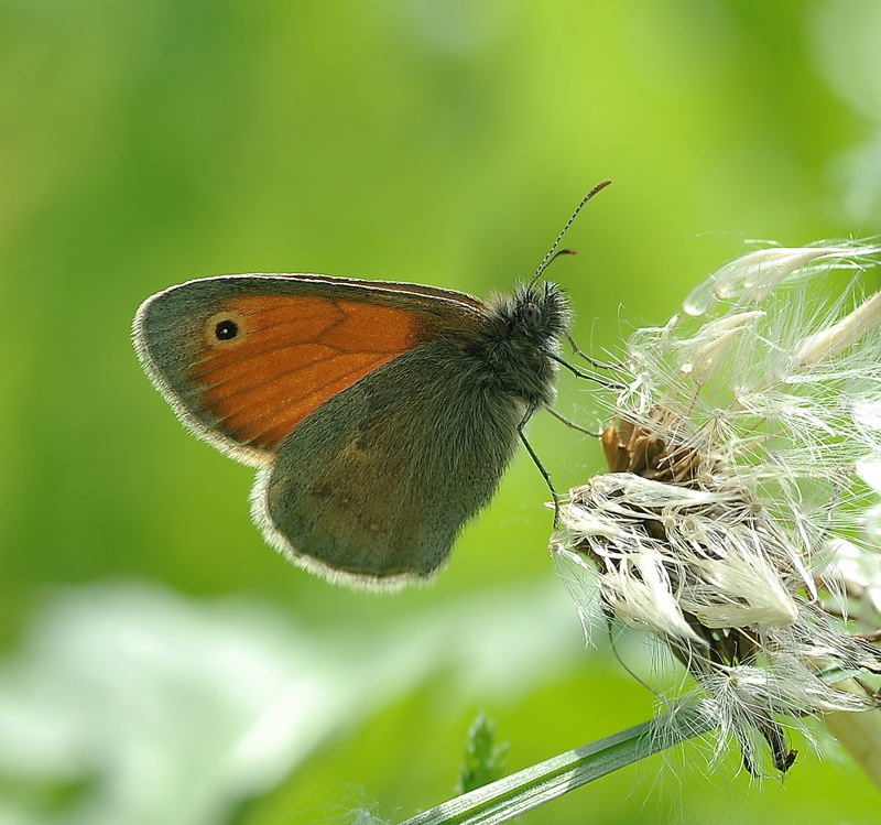 Зелёное море..