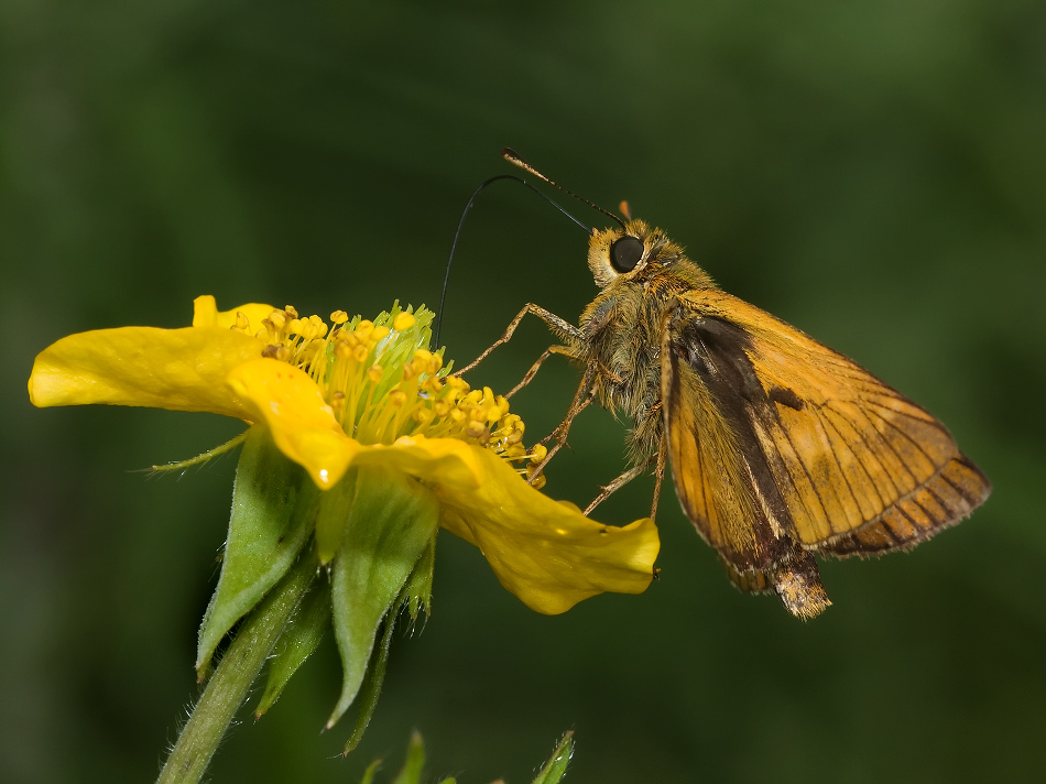 Толстоголовка