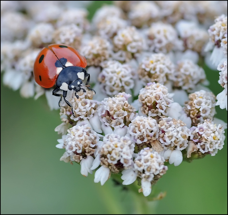 Маленькая колдунья...
