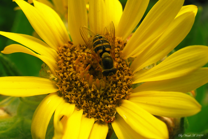 Сбор пыльцы