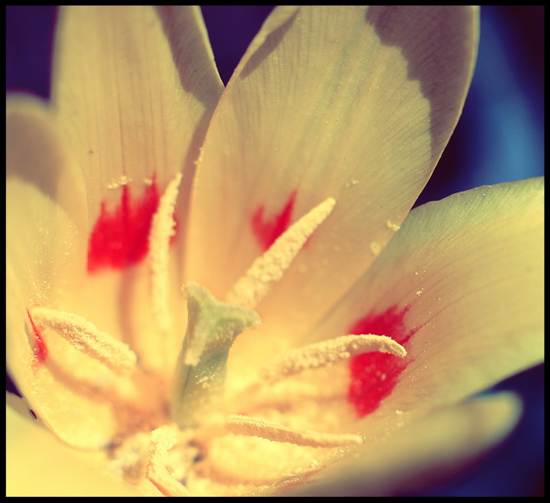 Сердце тюльпана