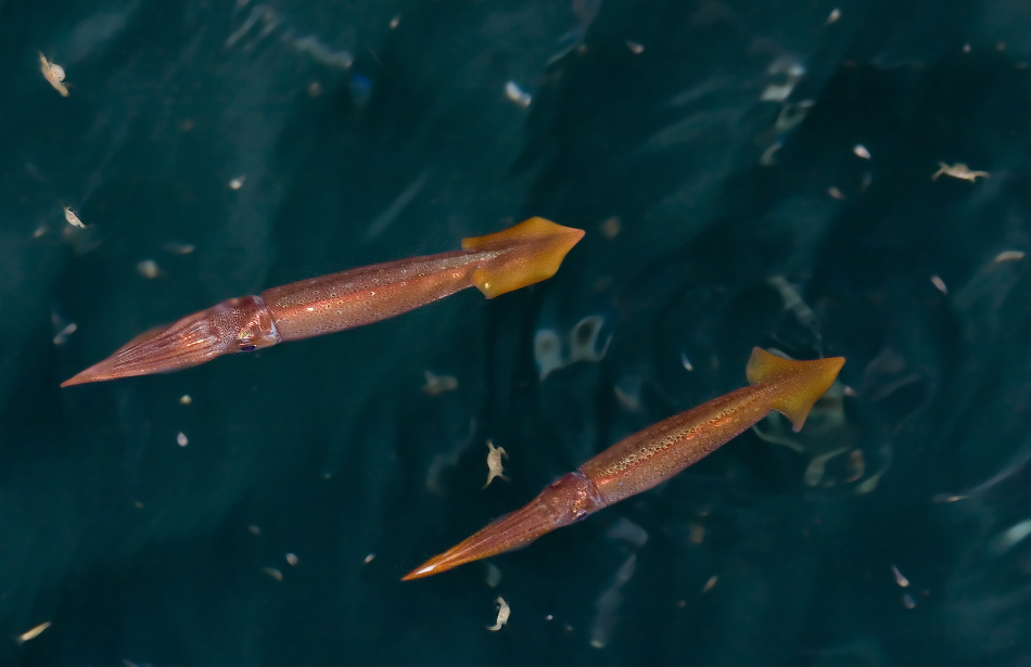 Кальмарчики 2