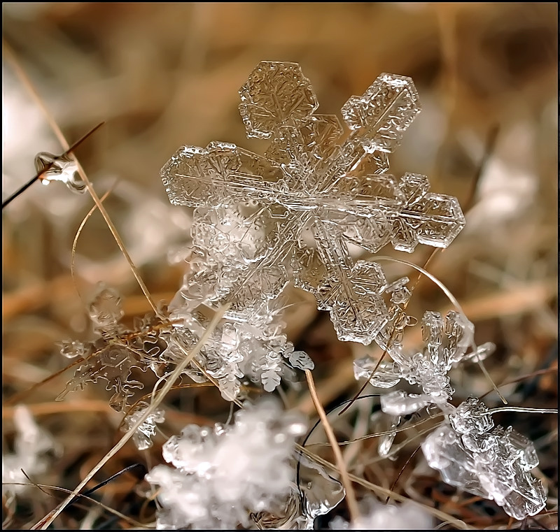 Искорка и друзья...