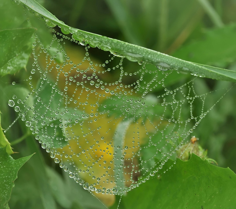 Следопыты.....