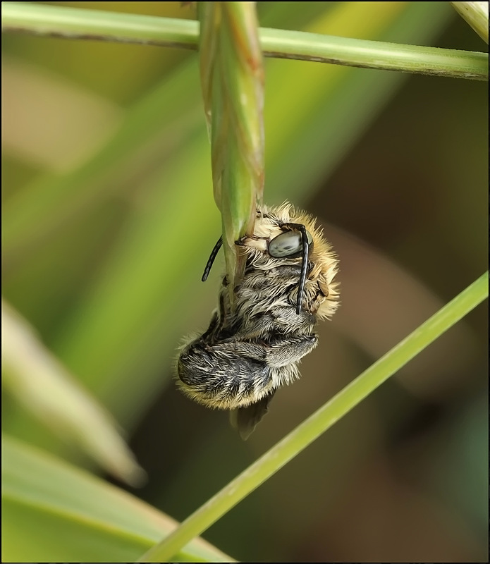 Просто БУЛЬдог...