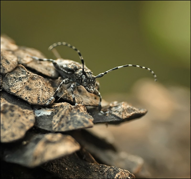 Верхом на ней...