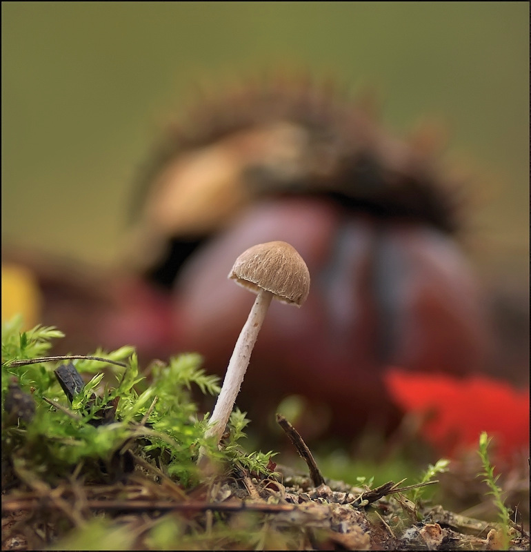 В тихом лесу...