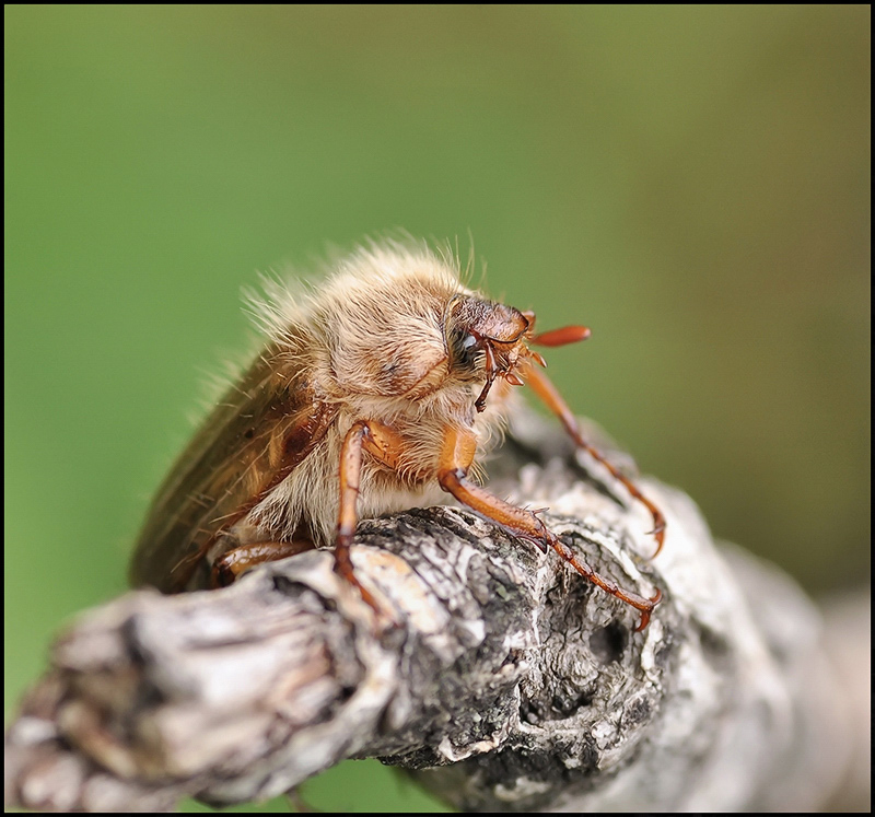 Он и здесь первый...