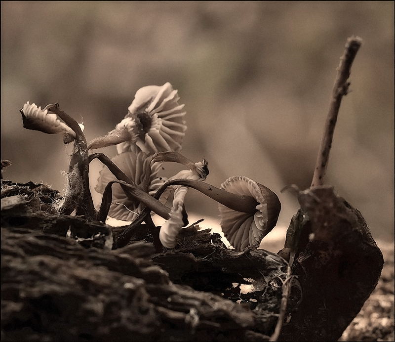 Поле без боя...