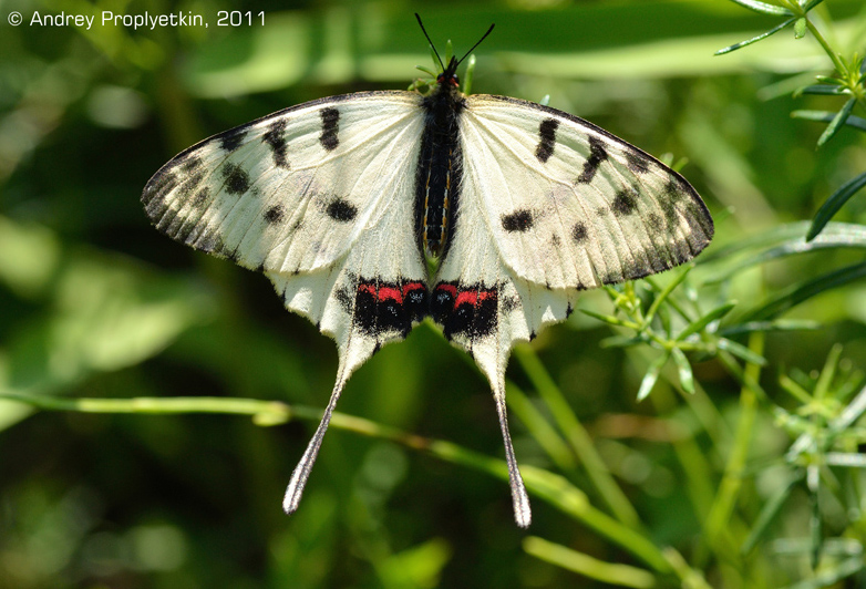 бабочка Серицин китайский