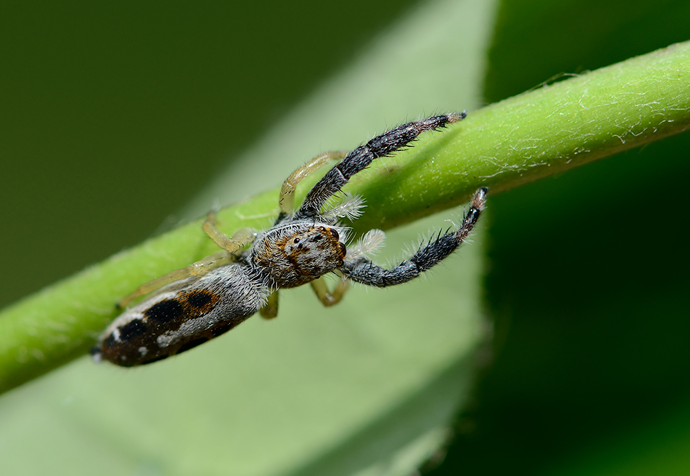 отвали от меня...отвали от меня...)