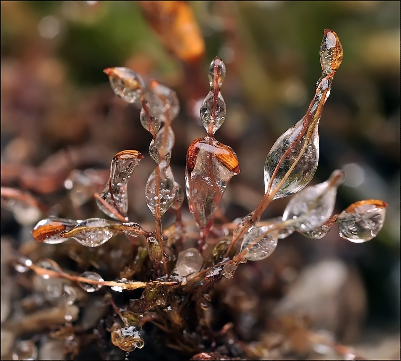 Мармеладная зависть...