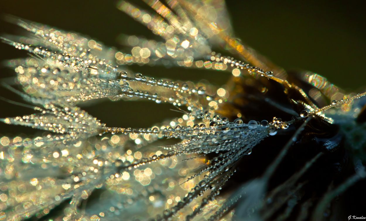 Копи царя Соломона...