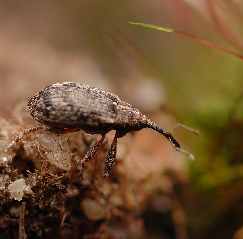 Экс-буратино...