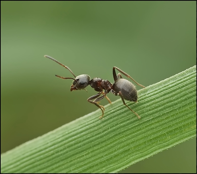Бычок Маленький...
