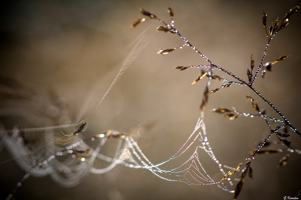 Ювелирных дел мастер...