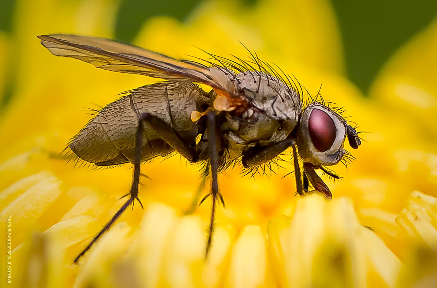 Просто муха