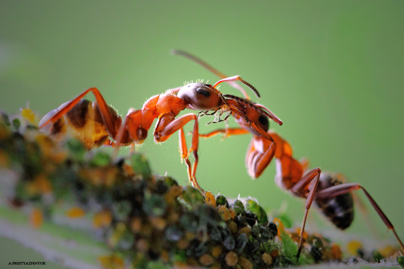 И у насекомых бывают чувства:)