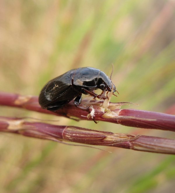 Завтрак жучка…