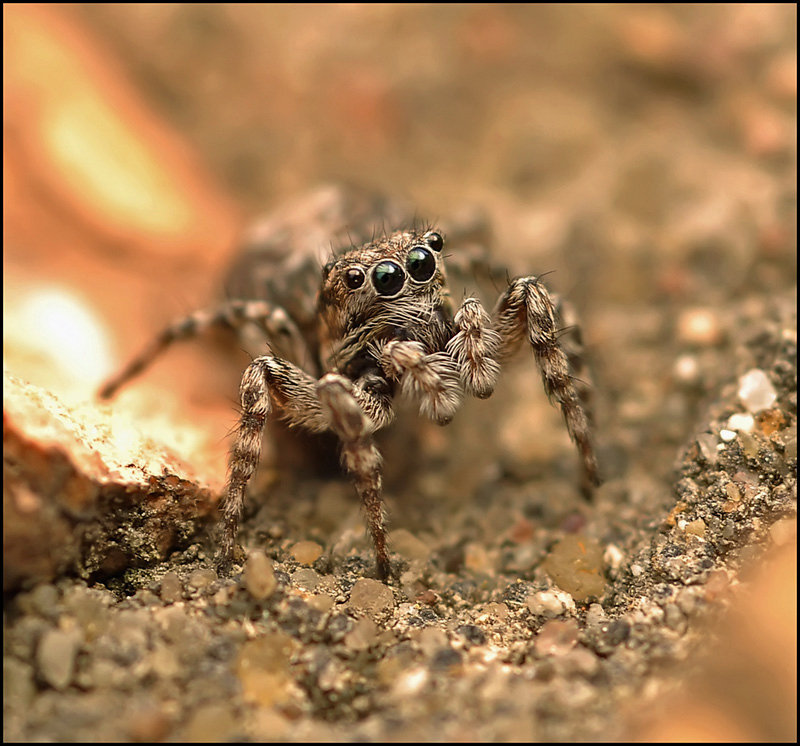 Весенний приход...