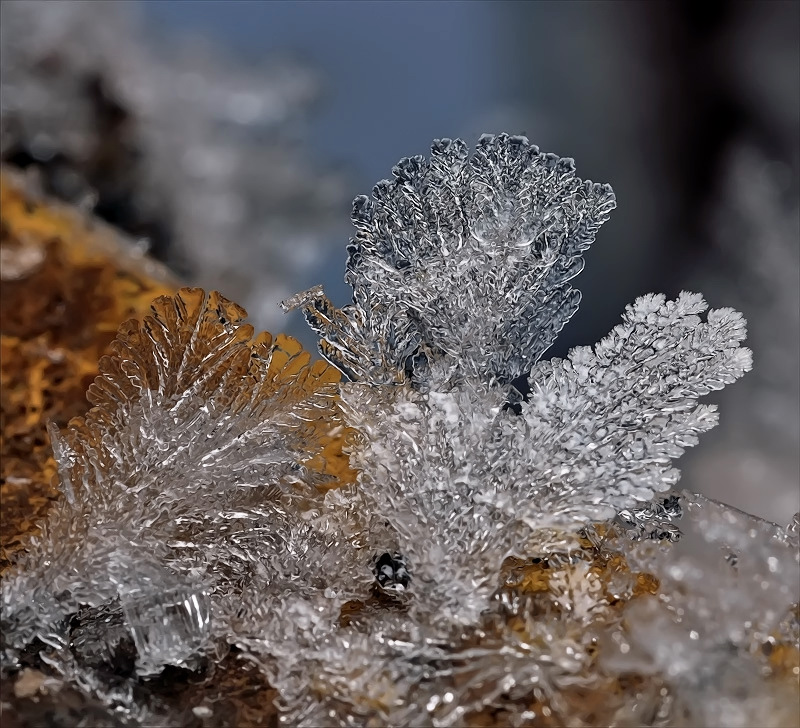 Домыслы ли...