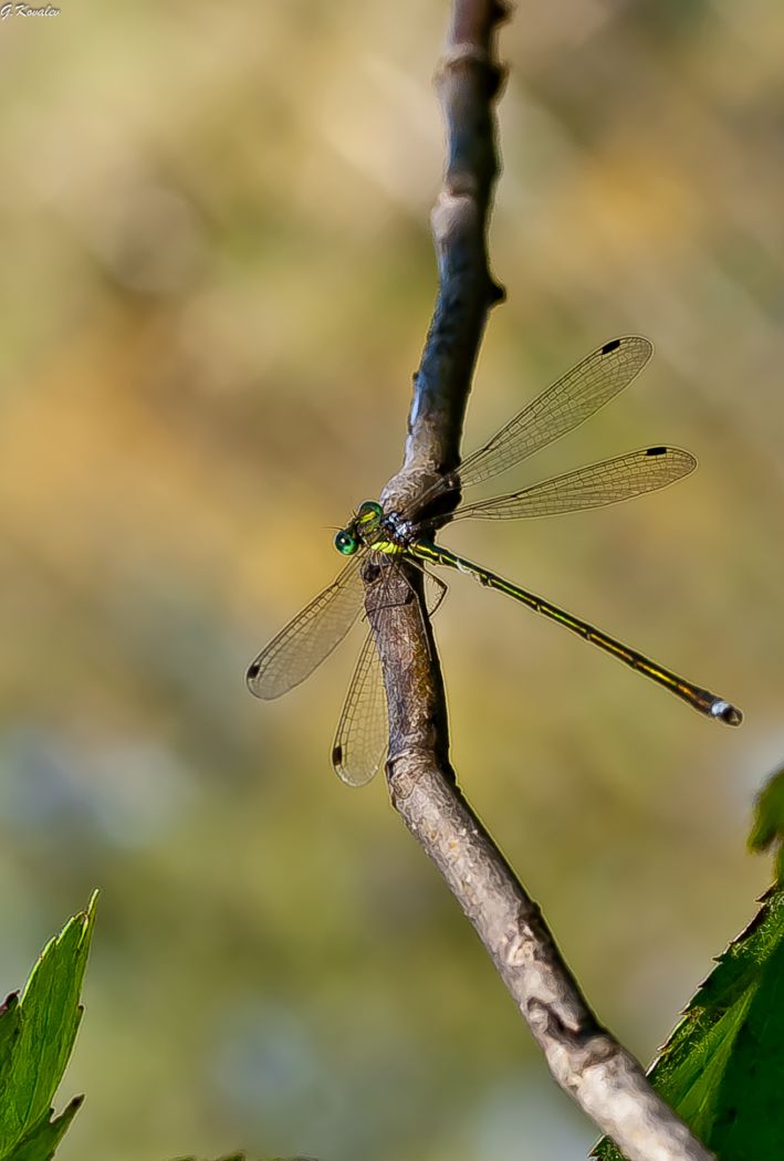 На веточке ольхи...