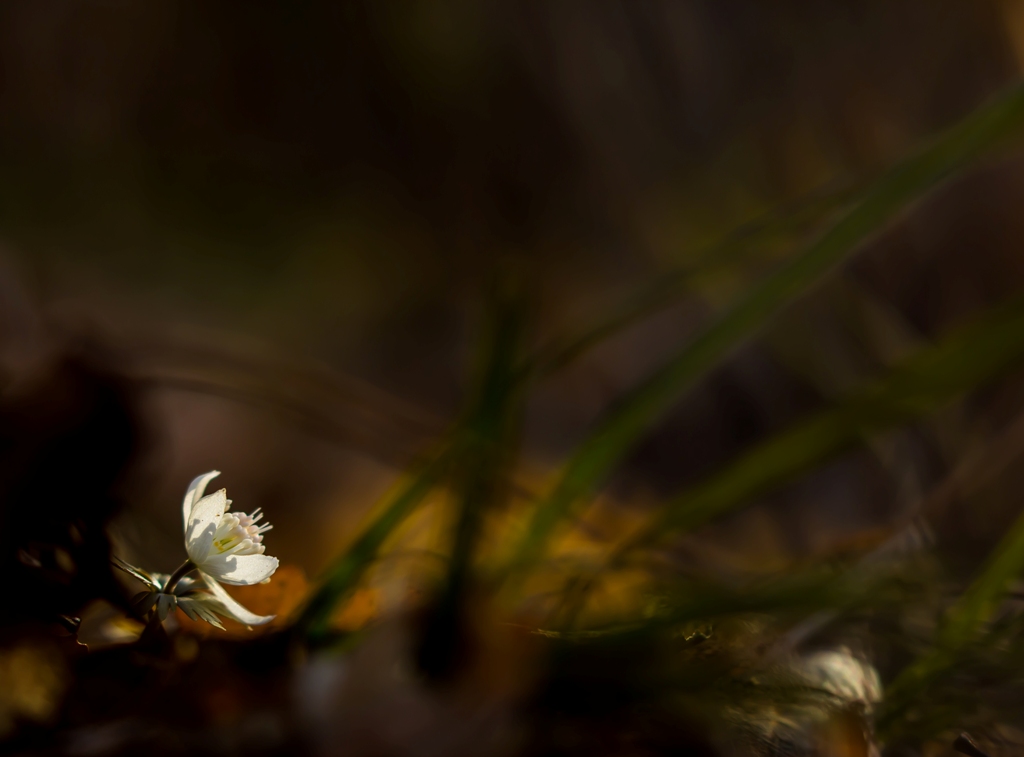 Светлячок...