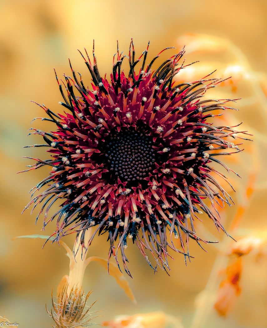 Осенний портрет "колючки"...