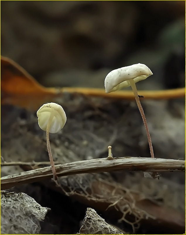 Семья почти...