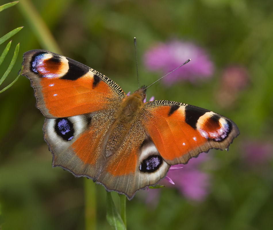 Дневной павлиний глаз