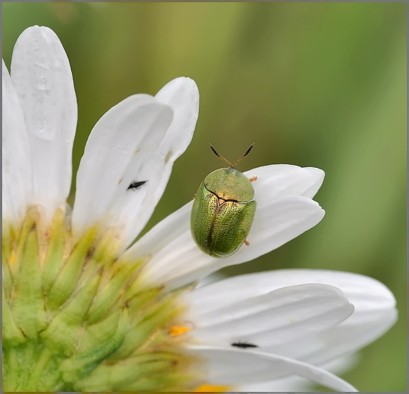 Навстречу...