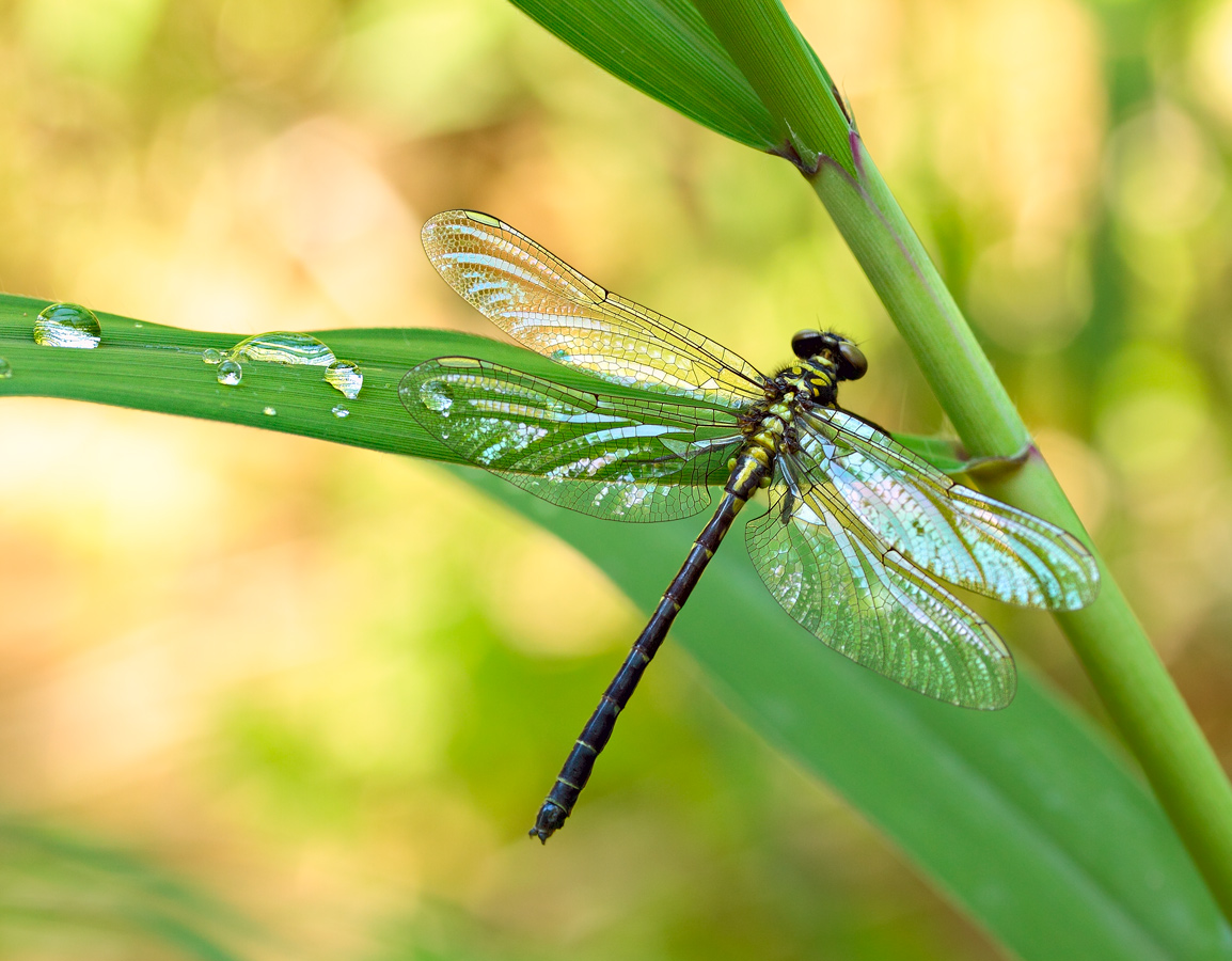 махну серебряным тебе крылом...