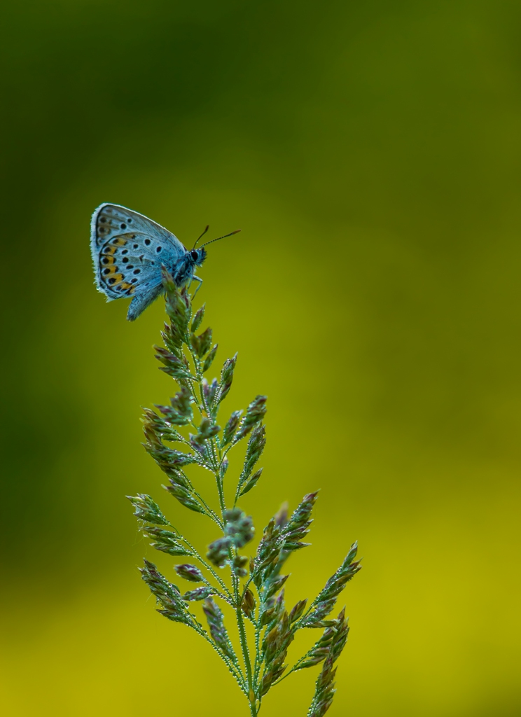 Высоко сижу-далеко гляжу...