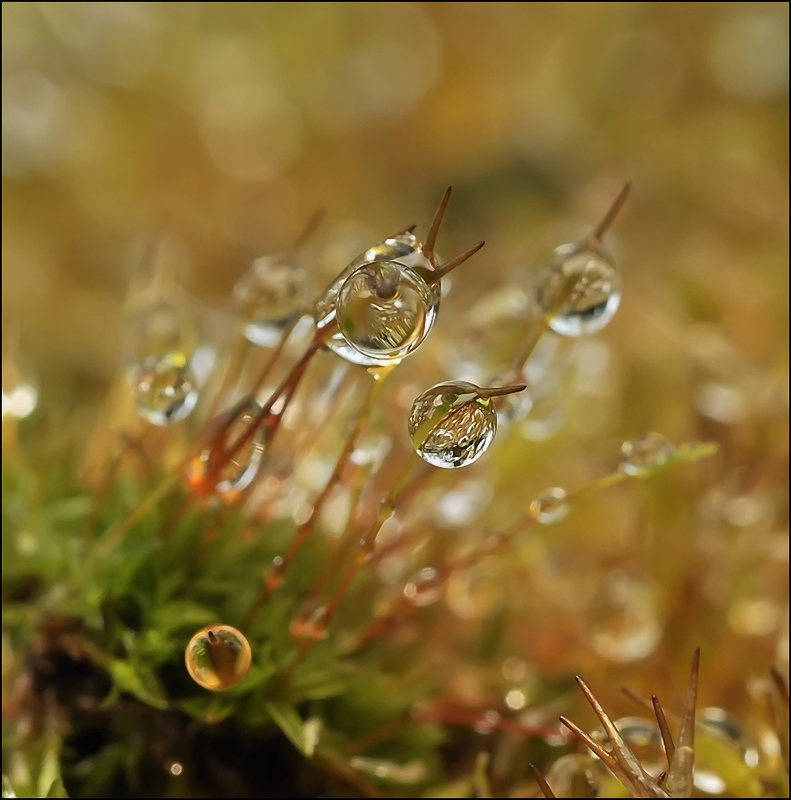 Трехглазый леденец...