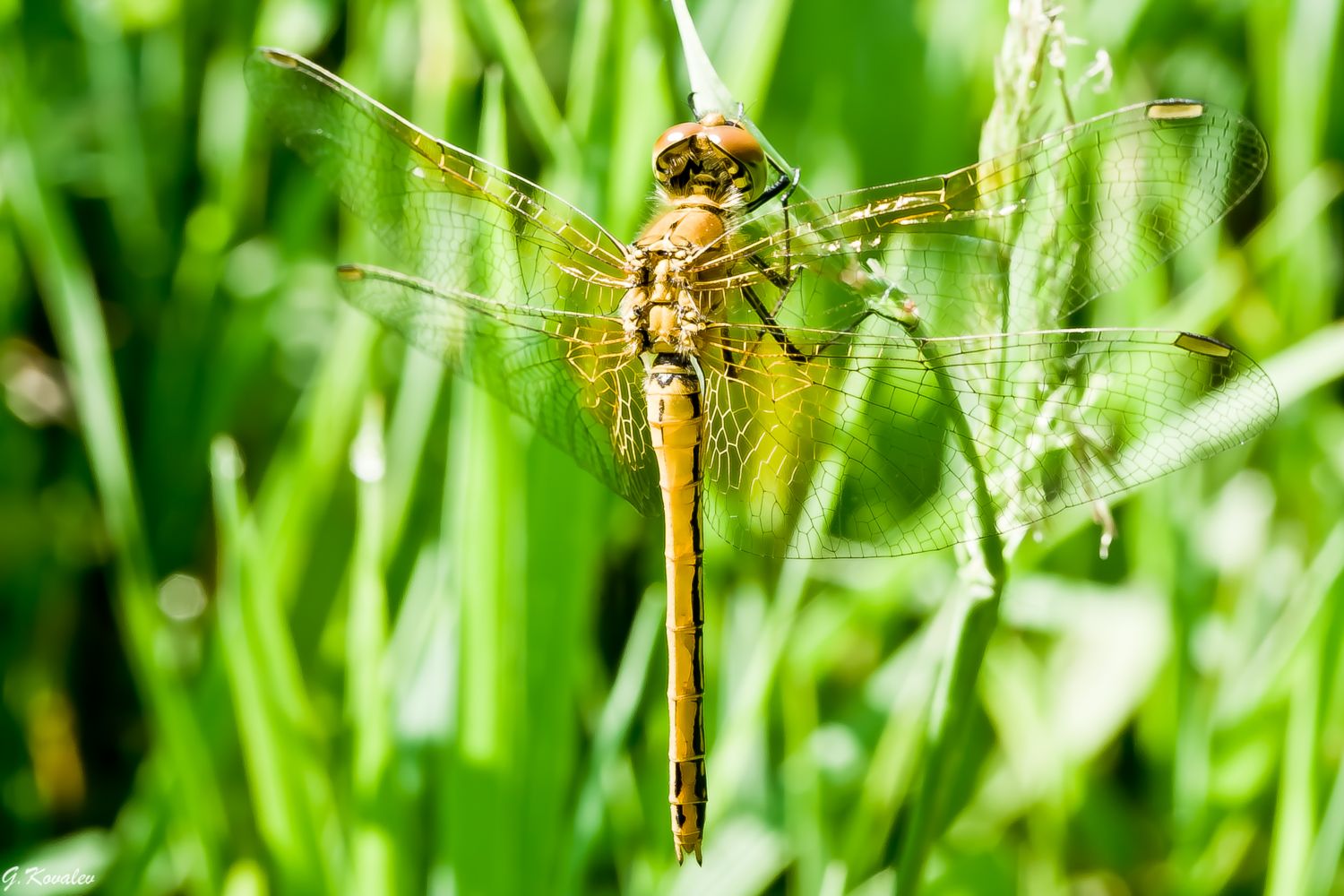 Летучий фрегат...